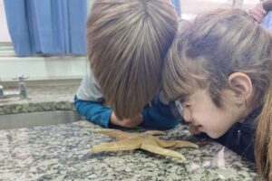 Ser científicos y científicas en la primaria: el estudio de una estrella de mar. (CUI).