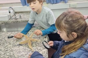 Ser científicos y científicas en la primaria: el estudio de una estrella de mar. (CUI).
