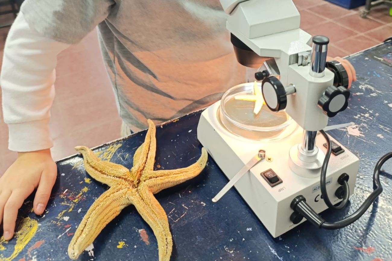 Ser científicos y científicas en la primaria: el estudio de una estrella de mar. (CUI).
